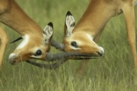 impala